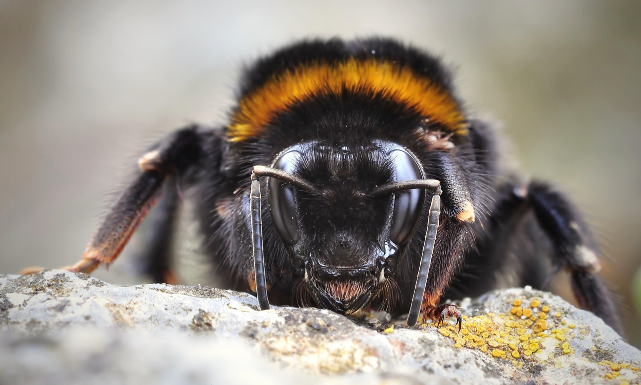 Bumblebee